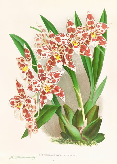 Jean Jules Linden - Odontoglossum wilckeanum albens