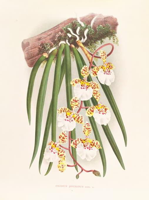 Jean Jules Linden - Oncidium jonesianum