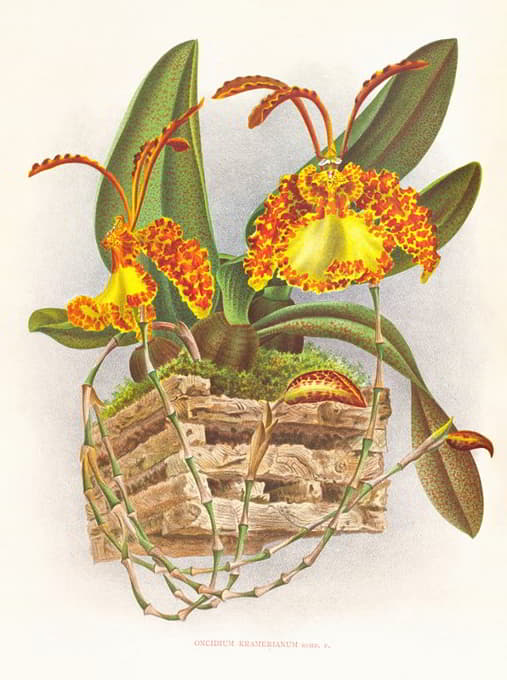 Jean Jules Linden - Oncidium kramerianum