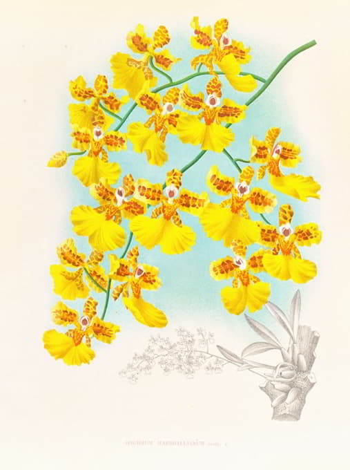 Jean Jules Linden - Oncidium marshallianum