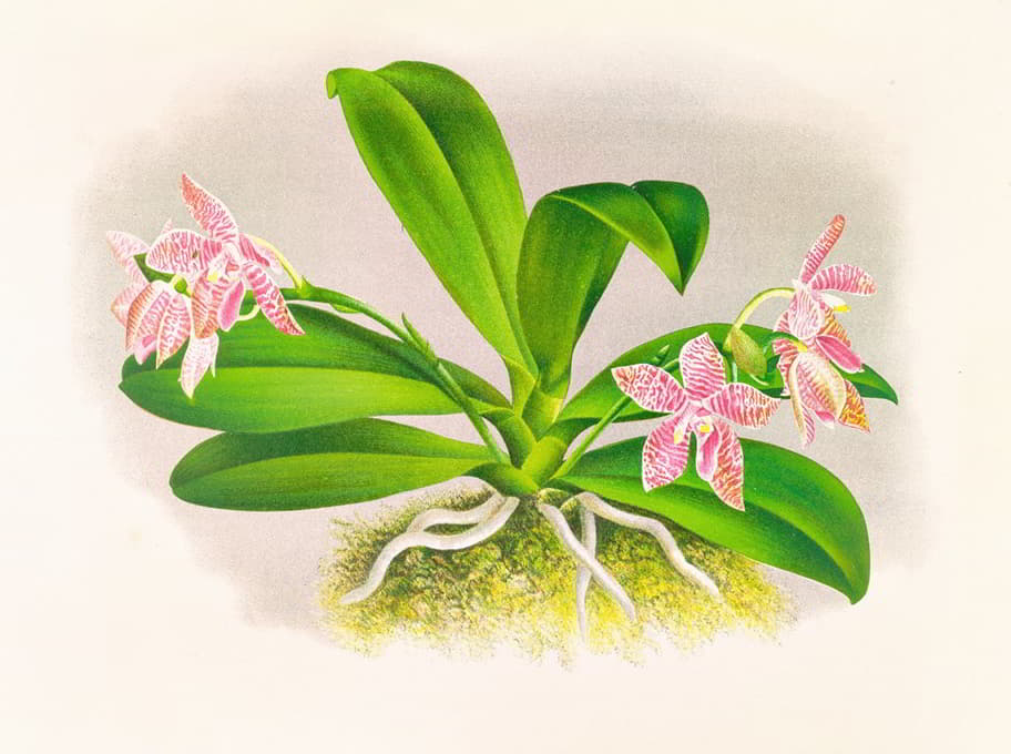 Jean Jules Linden - Phalaenopsis luddemanniana