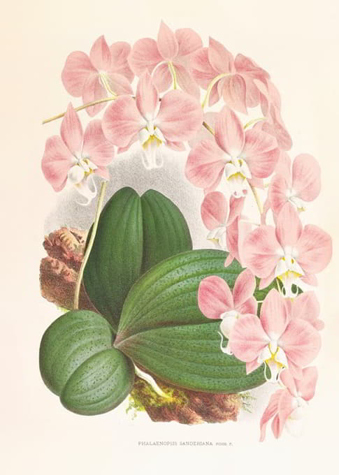 Jean Jules Linden - Phalaenopsis sanderiana