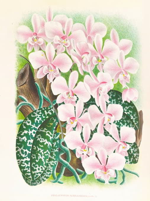 Jean Jules Linden - Phalaenopsis schilleriana