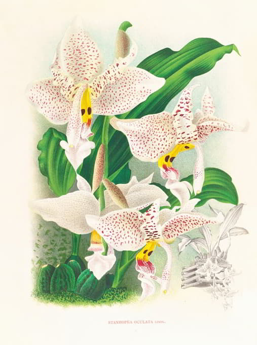Jean Jules Linden - Stanhopea oculata