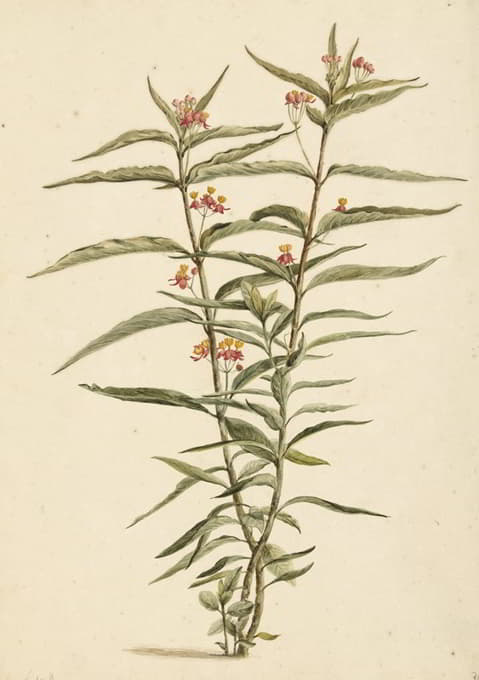 Laurens Vincentsz. van der Vinne - Bloeiende frederiksbloem (Asclepias curassavica)