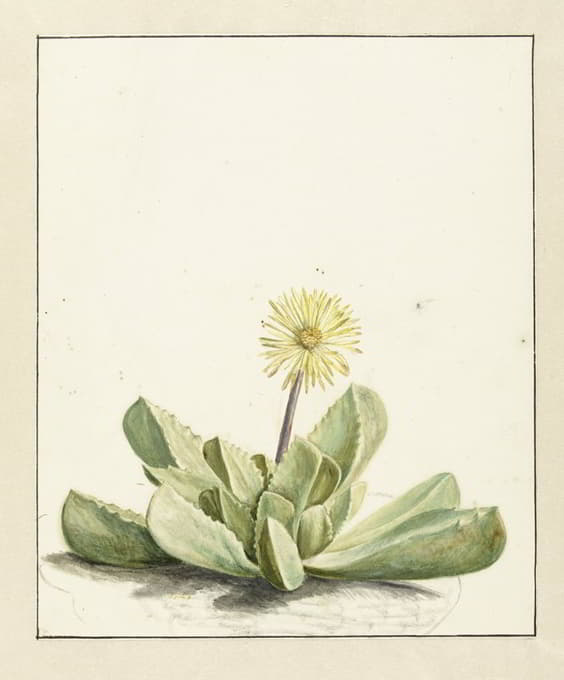 Bloeiende Mesembryanthemum