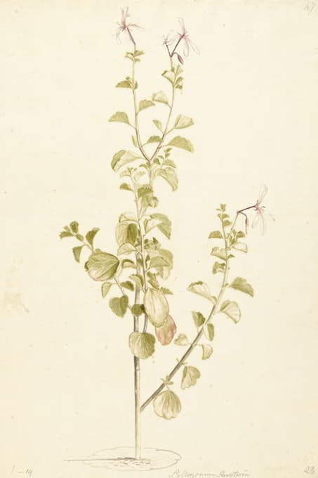 Laurens Vincentsz. van der Vinne - Bloeiende Pelargonium