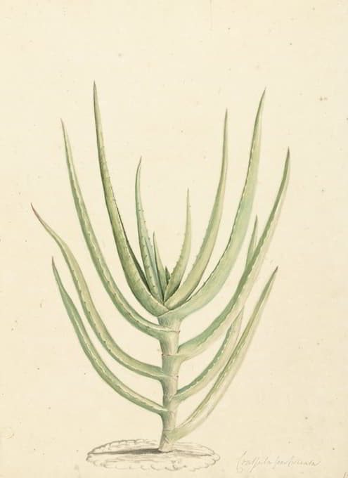 Laurens Vincentsz. van der Vinne - Crassula perfoliata
