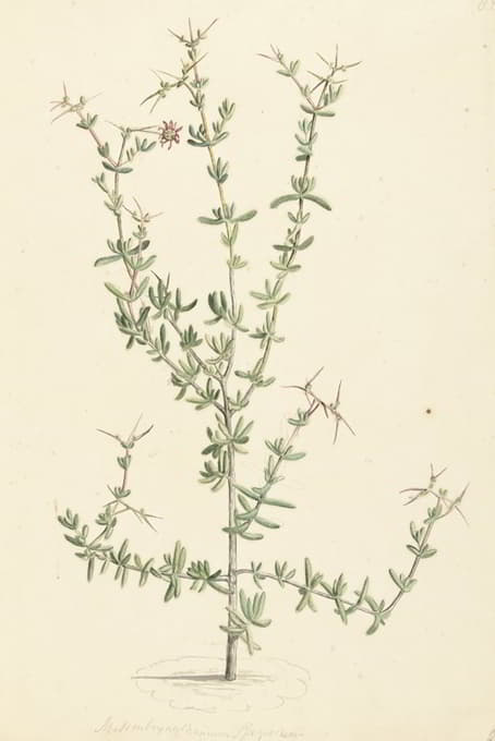 Laurens Vincentsz. van der Vinne - Mesembryanthemum spinosum