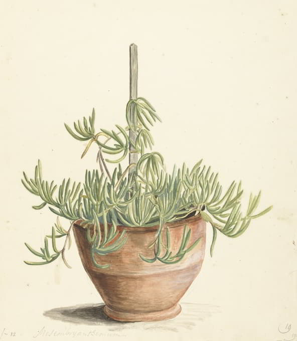 Laurens Vincentsz. van der Vinne - Mesembryanthemum uit de familie der Aizoaceae