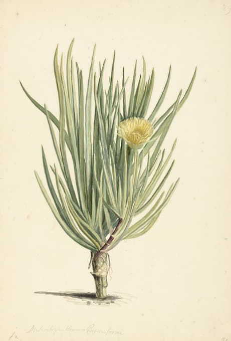 Laurens Vincentsz. van der Vinne - Narrow-leaved Iceplant in Bloom