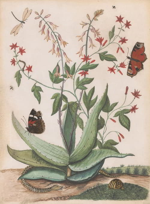 Maria Monninckx - Vlinders, een slang en een schildpad rondom een bloeiende agave