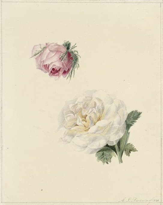 Marie Louise Praetorius - Studies van een roze en een witte roos