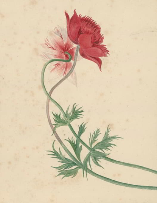 Michiel van Huysum - Twee takken met elk een bloem
