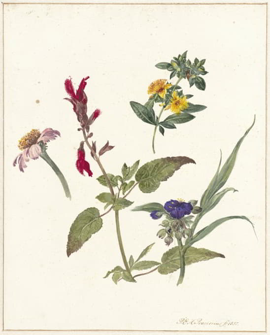 Pieter Ernst Hendrik Praetorius - Studies van veldbloemen