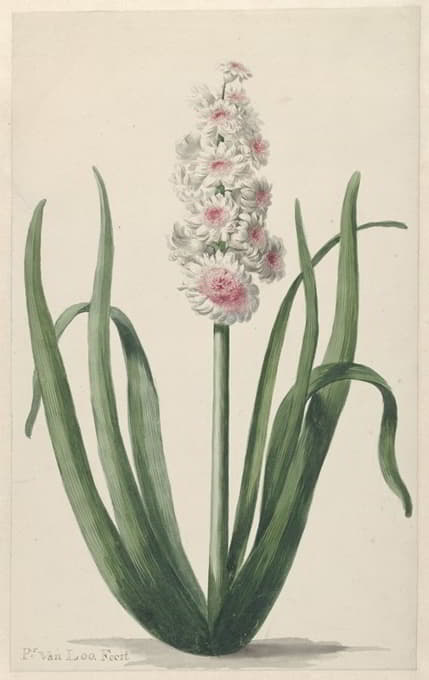 Pieter van Loo - Bloeiende hyacint