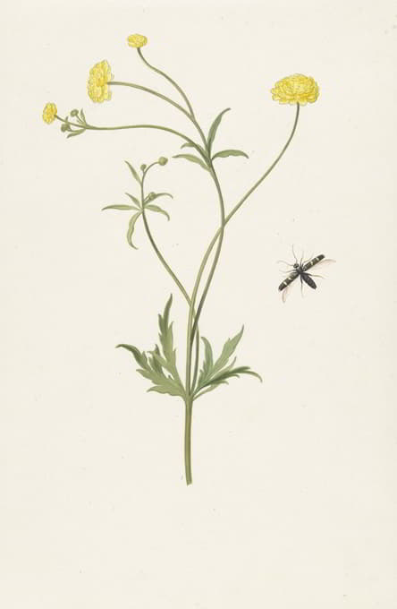 Pieter Withoos - Dubbele gele ranonkel en insekt