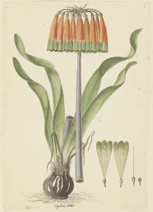 斜叶Cyranthus obliqus（L.f.）Aiton（金针菊）