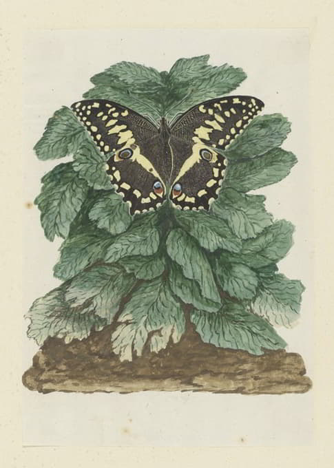 Robert Jacob Gordon - Papilio demodocus (Citrus or Christmas butterfly) on an unidentified plant