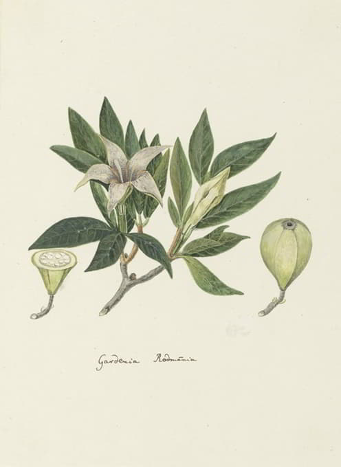 Rothmannia capensis Thunb，原名栀子（野生栀子或普通Rothmannia）
