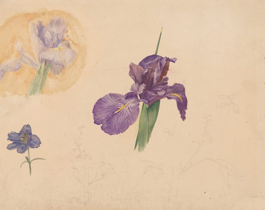 Willem van Konijnenburg - Studies van een iris en ridderspoor