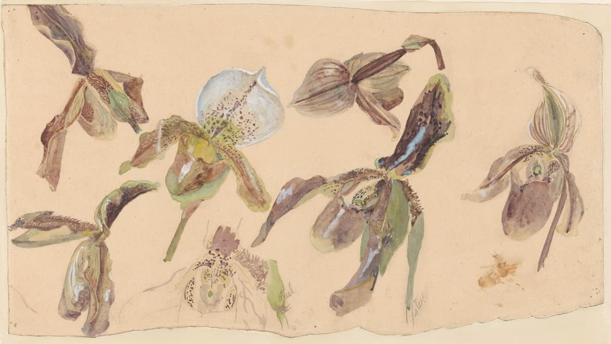 Willem van Konijnenburg - Zeven studies van orchideeën