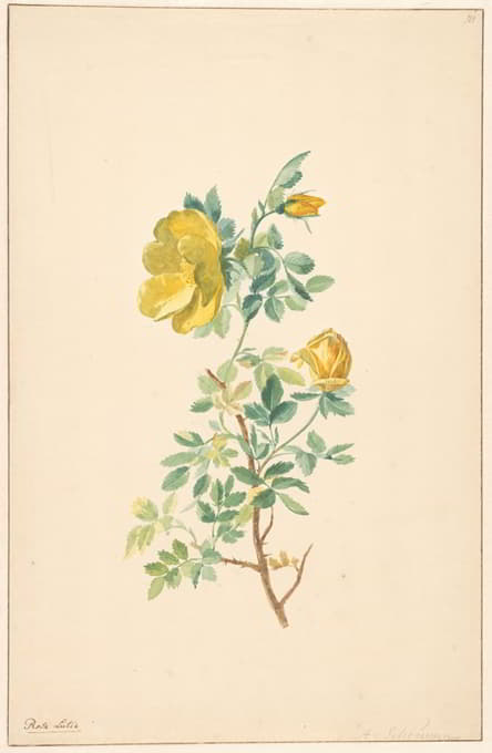 Willem van Leen - Tak van een gele roos (Rosa Lutea)