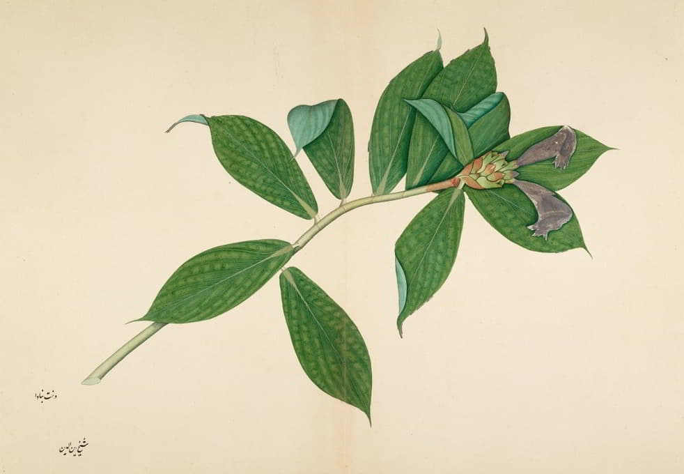 皱纹姜植物