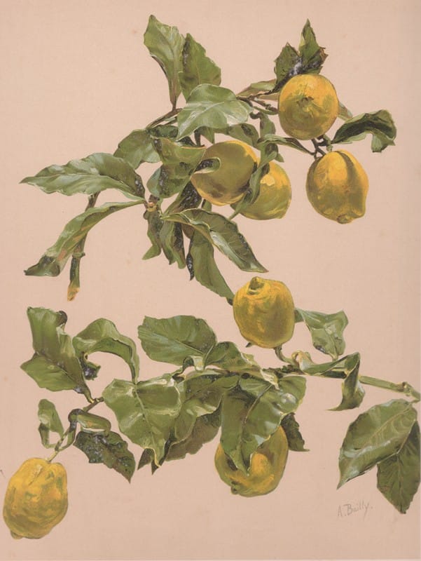 Alice Bailly - Aquarelle d’un citronnier