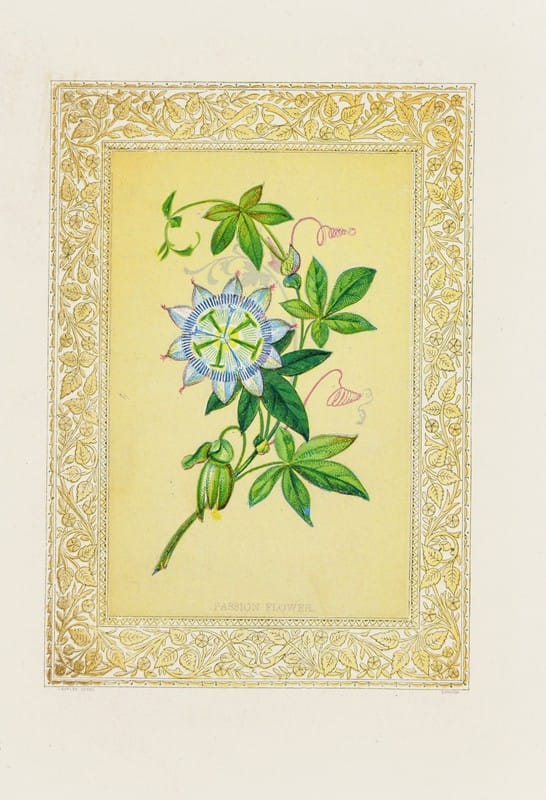 John Henry Ingram - Passion flower