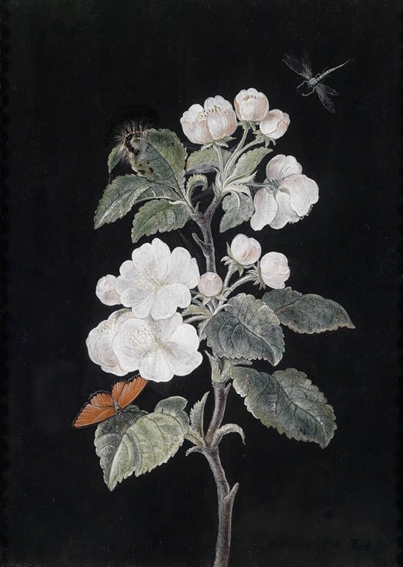 Margaretha Barbara Dietzsch - Apfelblüten