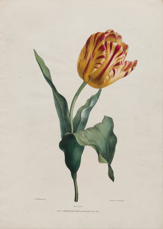 Valentine Bartholomew - Tulip