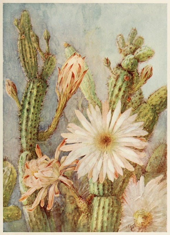 Joseph Kallaus - Cactus