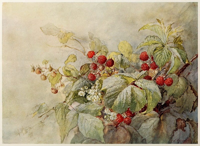 Joseph Kallaus - Red Raspberries