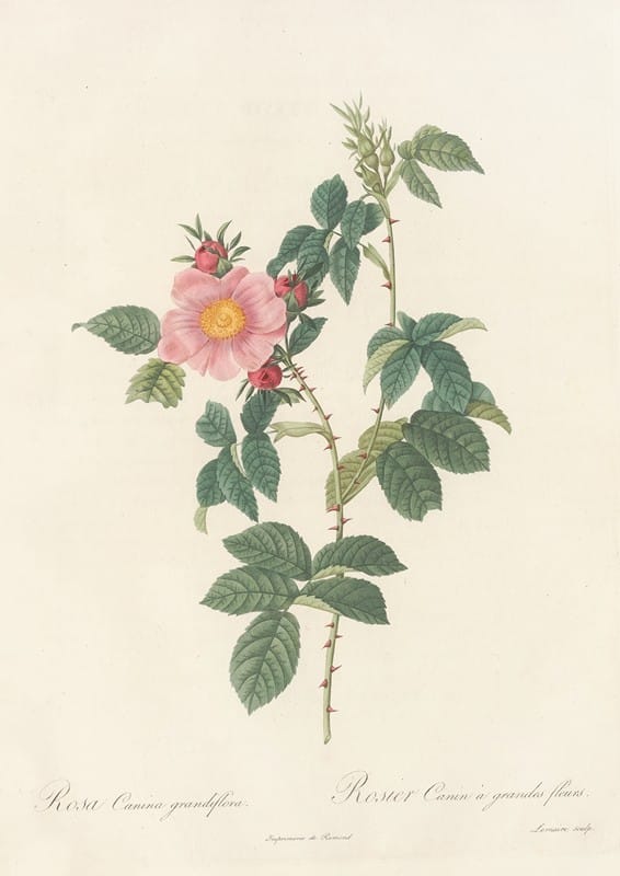 Pierre Joseph Redouté - Rosa Canina Grandiflora