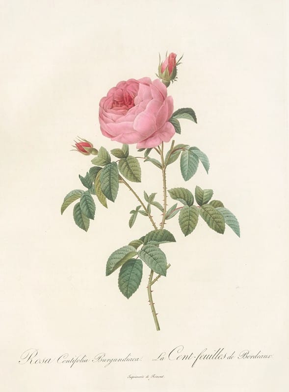 Pierre Joseph Redouté - Rosa Centifolia Burgundiaca