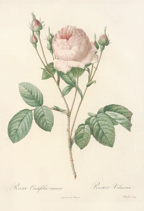 Pierre Joseph Redouté - Rosa Centifolia Carnea