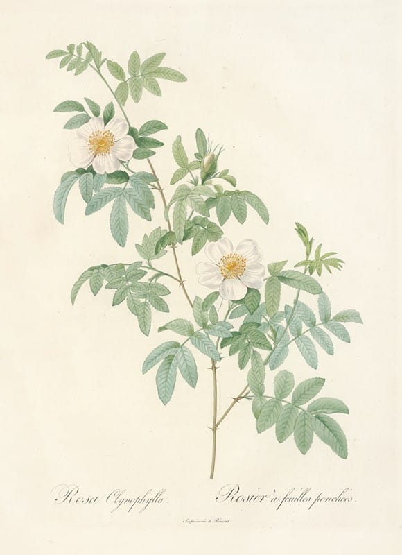 Pierre Joseph Redouté - Rosa Clynophylla