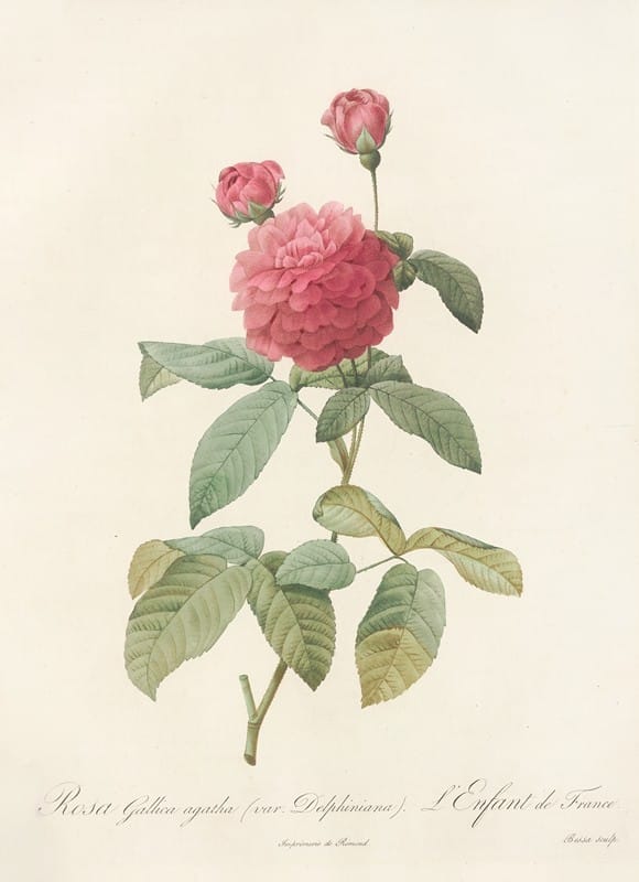 Pierre Joseph Redouté - Rosa Gallica Agatha (Var. Delphiniana)