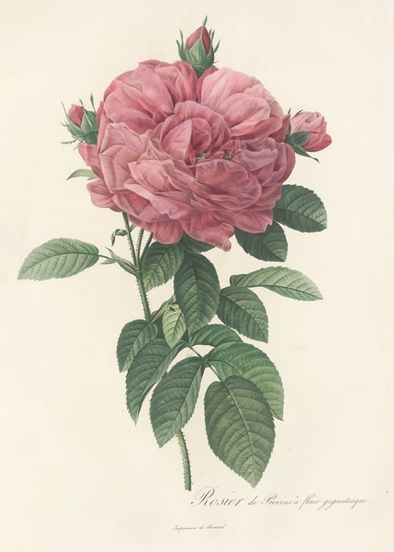 Pierre Joseph Redouté - Rosa Gallica Flore giganteo