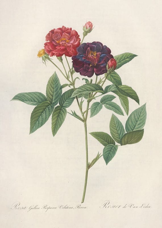 Pierre Joseph Redouté - Rosa Gallica Purpurea Velutina