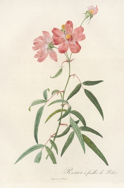 Pierre Joseph Redouté - Rosa Longifolia
