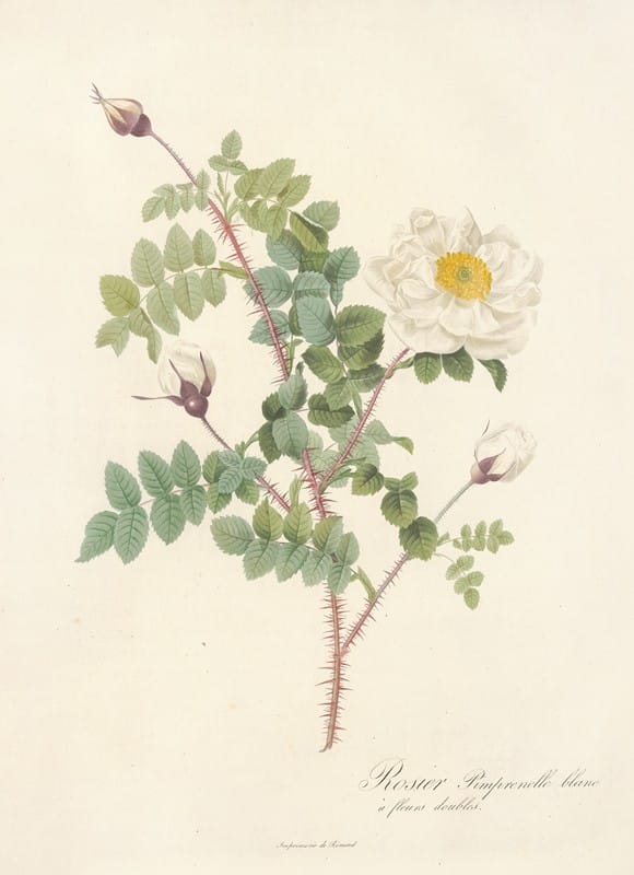 Pierre Joseph Redouté - Rosa Pimpinellifolia Alba Flore Multiplici