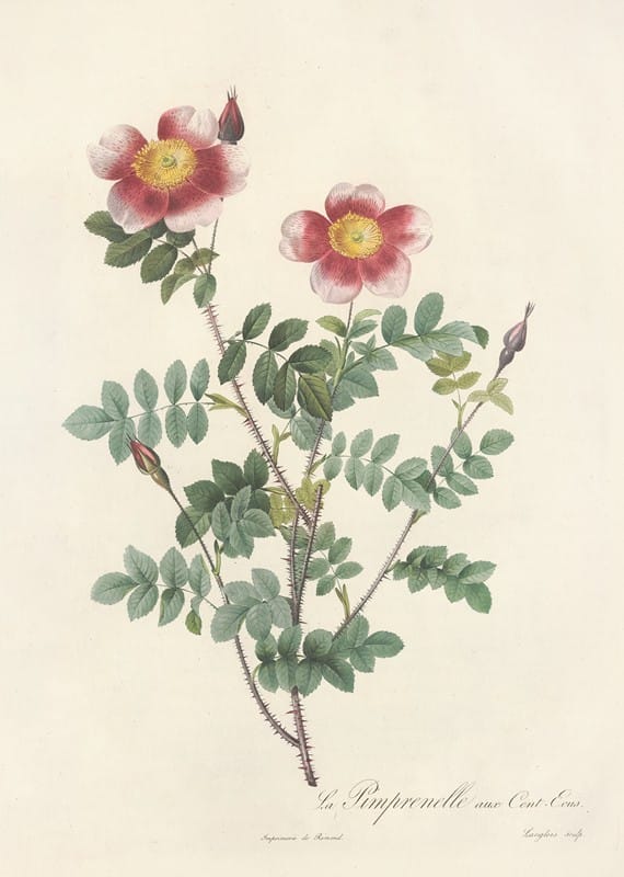 Pierre Joseph Redouté - Rosa Pimpinellifolia Flore Variegato