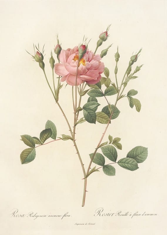 Pierre Joseph Redouté - Rosa Rubiginosa Anemone-Flora