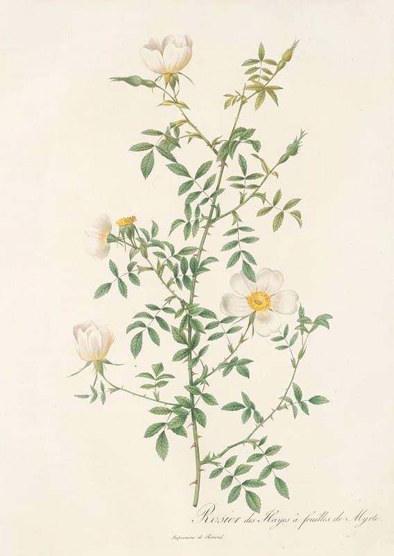 Pierre Joseph Redouté - Rosa Sepium Myrti Folia