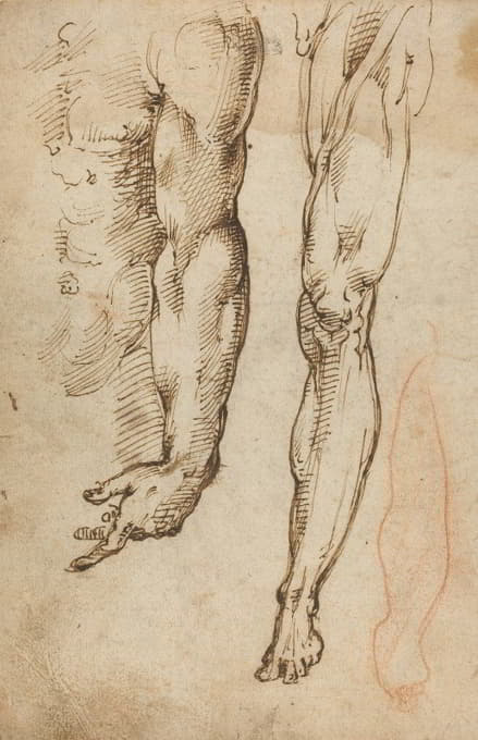 Domenico Beccafumi - Anatomical Studies