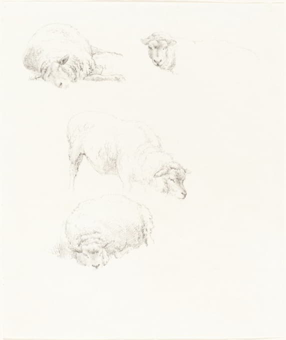 Robert Hills - Studies of Sheep