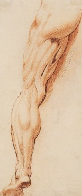 解剖学习作（écorché）。从后面看一个男人被剥皮的左腿