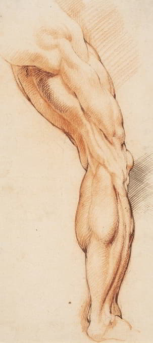 解剖学习作（écorché）。从后面看，一名男子被剥落的右腿，右转